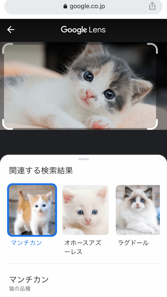 Google(グーグル)画像検索を使いこなそう!スマホ・PCでの基本をご紹介!