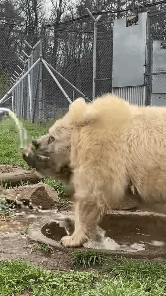 まるで土俵入り！？クマがプールで遊ぶ姿は、力士が土俵入りで塩撒きをしているかのような貫禄があります！！