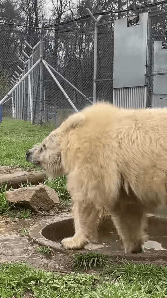 まるで土俵入り！？クマがプールで遊ぶ姿は、力士が土俵入りで塩撒きをしているかのような貫禄があります！！