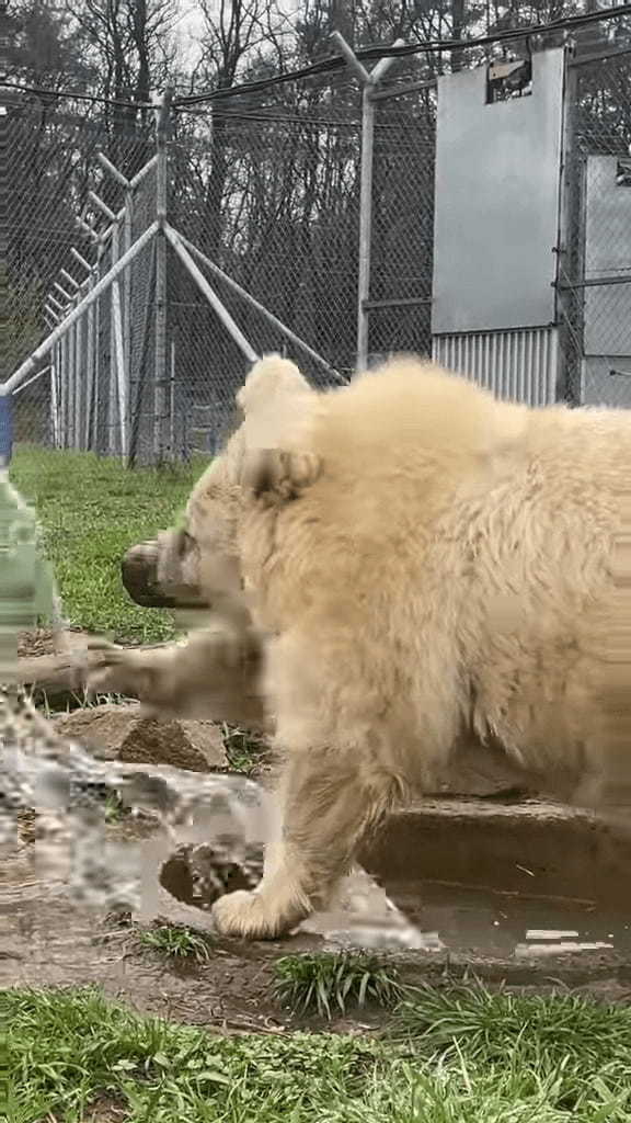 まるで土俵入り！？クマがプールで遊ぶ姿は、力士が土俵入りで塩撒きをしているかのような貫禄があります！！