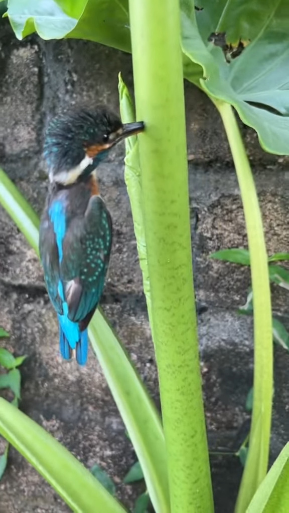 タロイモの茎になんだか見慣れない生物が！近寄ってみると思いもよらない状態になっている鳥だった！