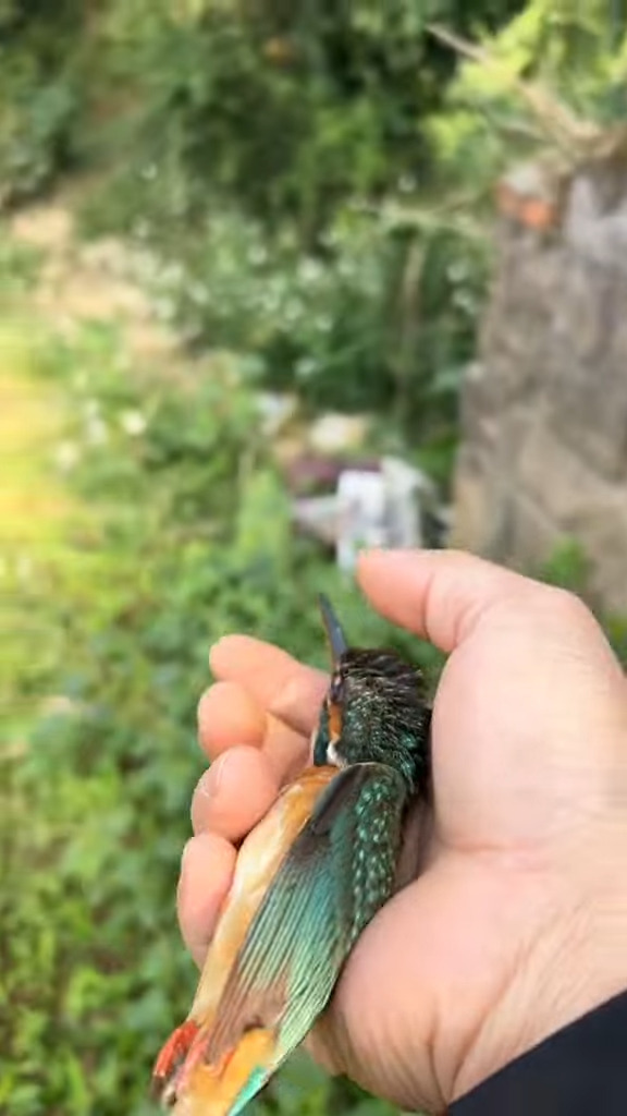 タロイモの茎になんだか見慣れない生物が！近寄ってみると思いもよらない状態になっている鳥だった！