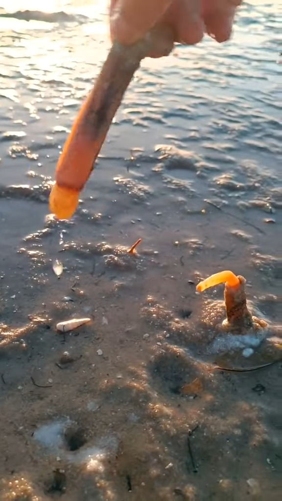 潮の引いた浅瀬の海岸で塩を盛ると・・。何をしているのかと見ていたらビックリ！砂の中から『ある生き物』がニョロっと飛び出てきました！！