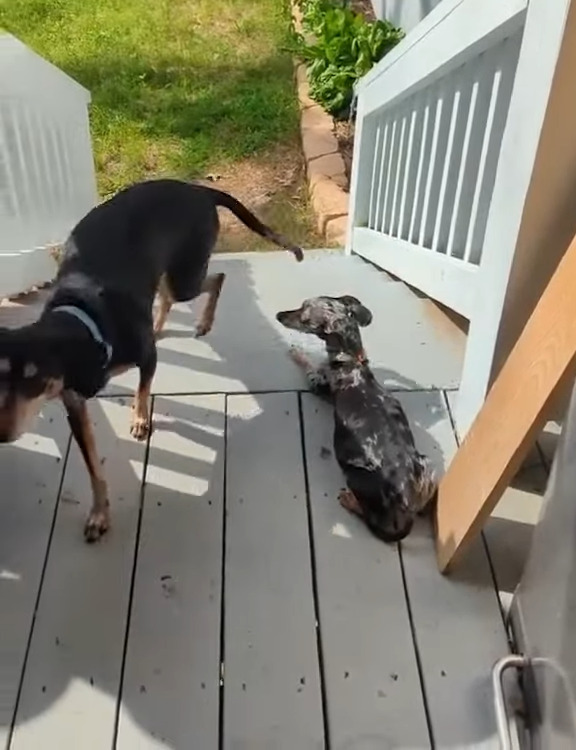 逆再生かと思ったら違った！なんと愛犬がバックしながら階段をのぼっているんです！！