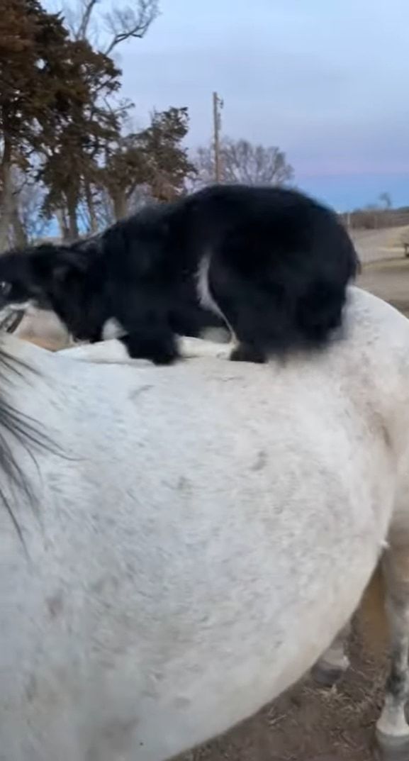 この犬は乗馬してお散歩したい？ヨイショヨイショと白馬の背に乗る犬