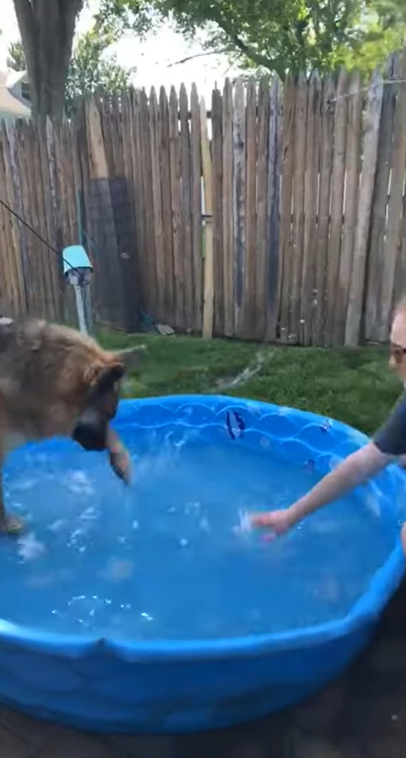 プールで飼い主さんと遊ぶシェパード。パシャパシャと水をかけられると、その直後まさかの行動に打って出ました・・！【アメリカ・動画】