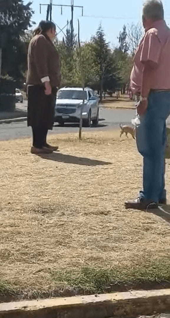 車通りも多い道路の脇をトコトコ歩く犬。まだまだお散歩をしたいように見えますが、飼い主さんの『ある行動』ですぐ帰る気になったようです！！