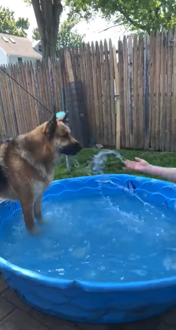 プールで飼い主さんと遊ぶシェパード。パシャパシャと水をかけられると、その直後まさかの行動に打って出ました・・！【アメリカ・動画】