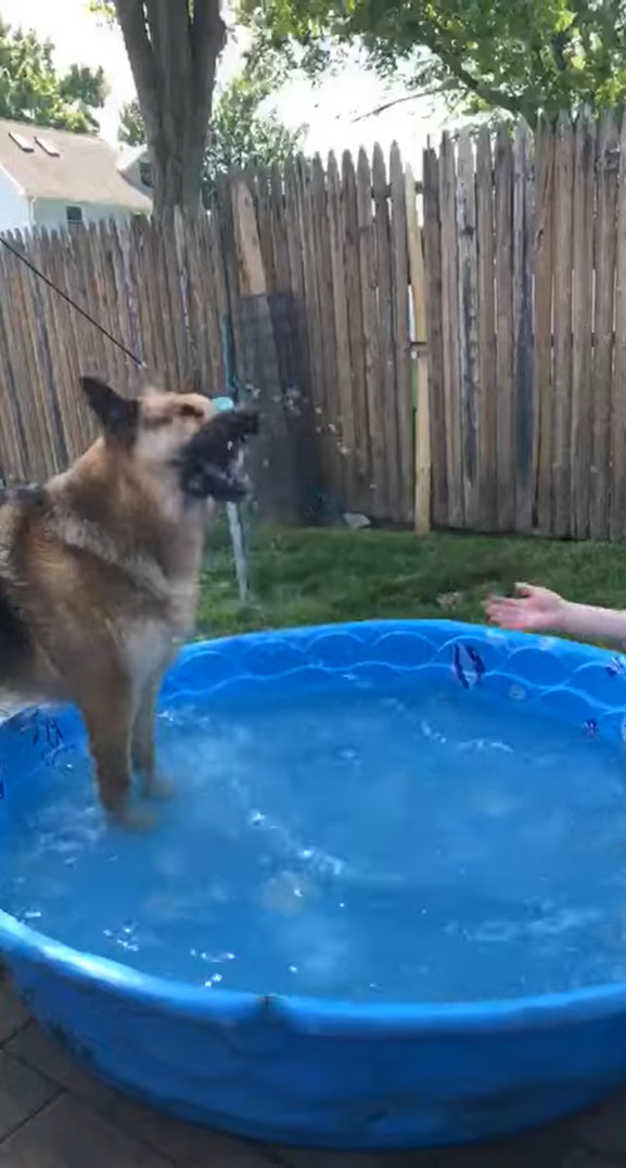 プールで飼い主さんと遊ぶシェパード。パシャパシャと水をかけられると、その直後まさかの行動に打って出ました・・！【アメリカ・動画】