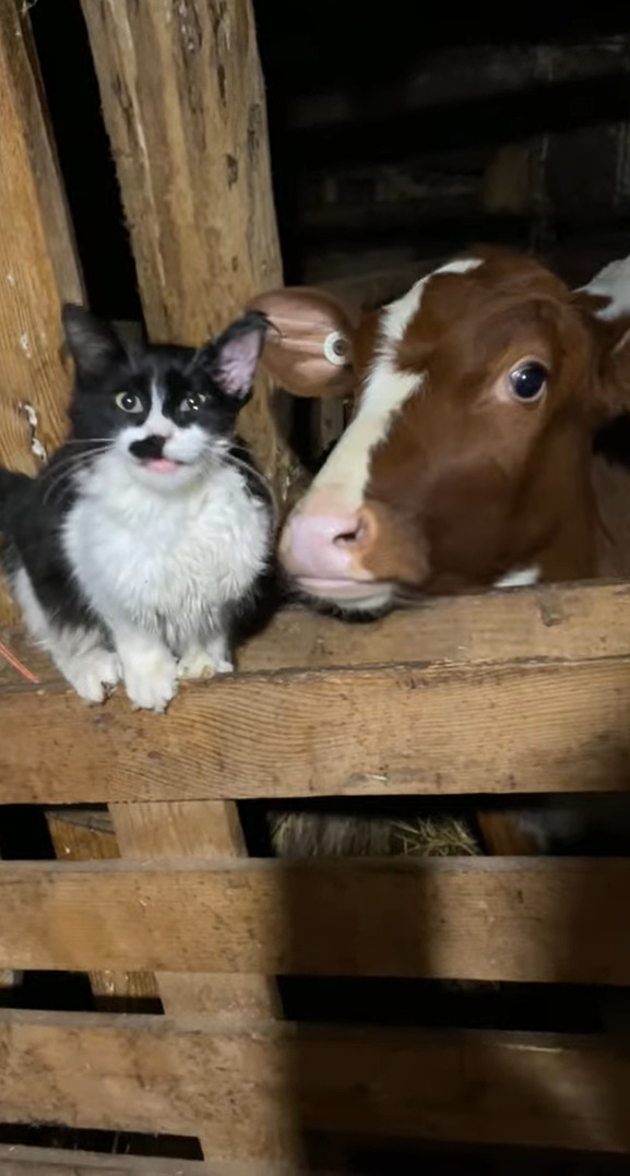 子牛が猫の耳をパクっ！？これは大変一大事！！と思ったら、猫的にはグルーミングのようでイイ感じらしいです【海外・動画】