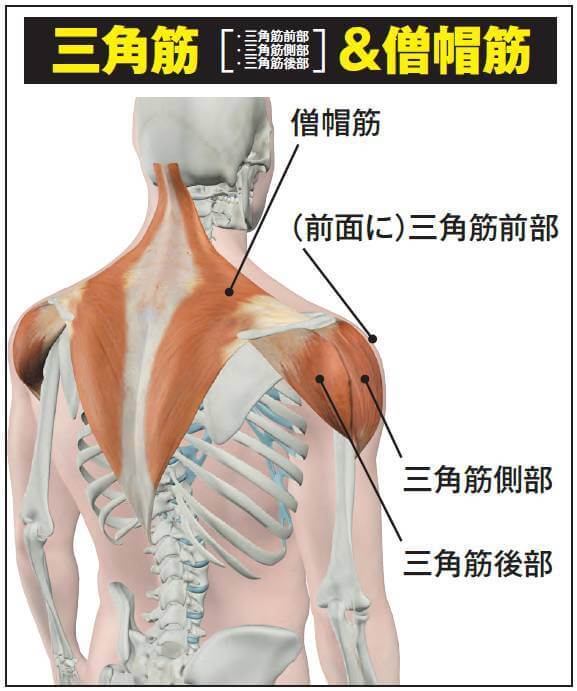 ボディビル世界王者が解説！カッコいい肩はほんの少しのコツの違いで作れる