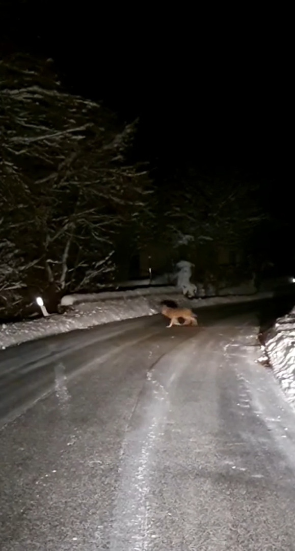 道路を横断するオオカミの群れ。1匹・・2匹・・と道路を渡っていきますが、いったい何匹いるのでしょう？