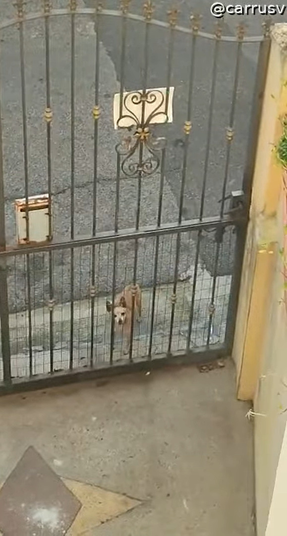 遊ぼ〜、とばかりに門の前までやってきた犬。門はしまっているのですが、この子に門なんてあってないようなものみたいです