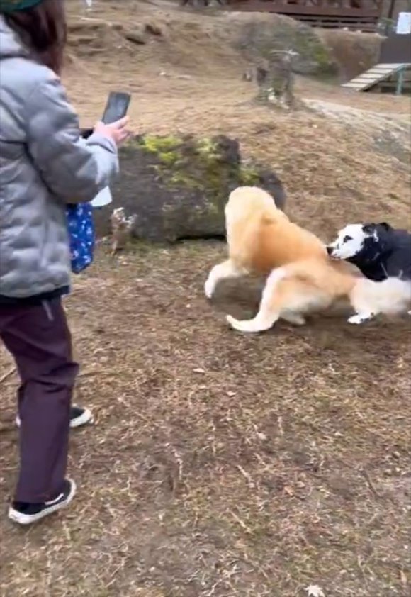 窓の外の小鳥と猫達が会話？確実に何かの会話を交わしている瞬間を捉えた映像がかわいい！