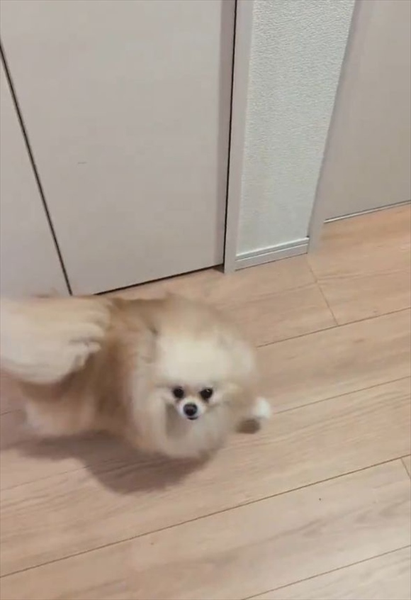ポメラニアンは熱烈歓迎!飼い主さんが2階から降りてきた時のリアクションに反響「かわいい癒し!」
