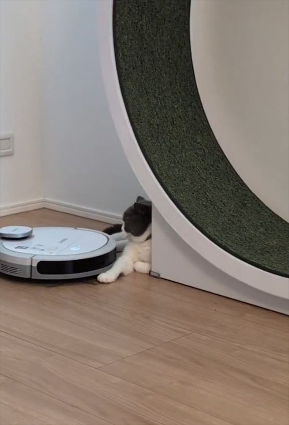 ロボット掃除機を・・スッ!軽くいなして見せたネコが話題に「お前はお前の仕事をしなって感じの余裕が」「全然怖くないのね」