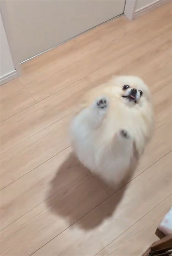 ポメラニアンは熱烈歓迎!飼い主さんが2階から降りてきた時のリアクションに反響「かわいい癒し!」