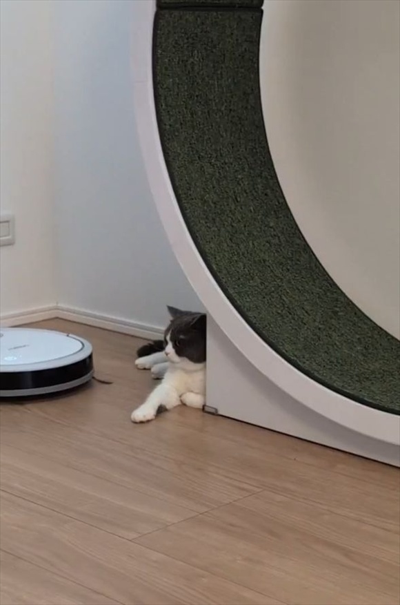 ロボット掃除機を・・スッ!軽くいなして見せたネコが話題に「お前はお前の仕事をしなって感じの余裕が」「全然怖くないのね」