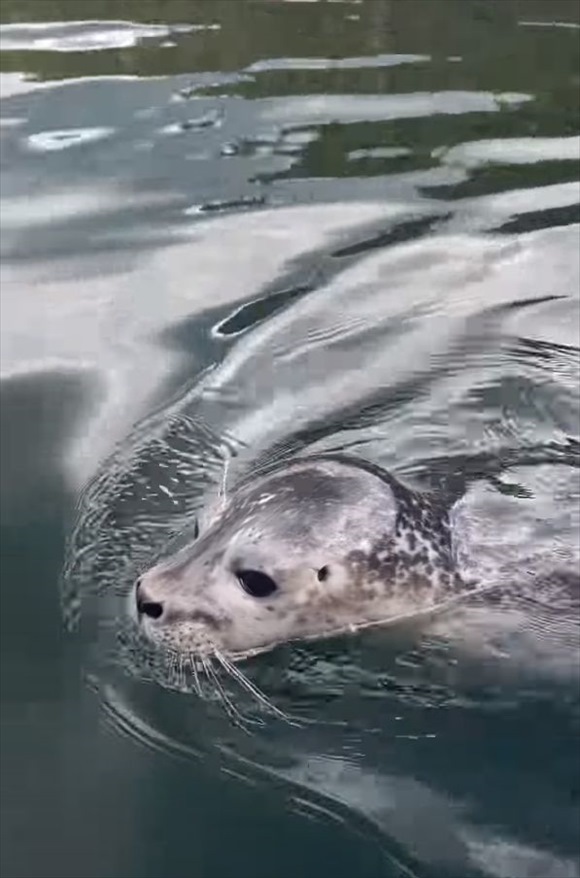 アザラシの赤ちゃんがカヤックに向かって泳いできた！！何をするのかと思ったら・・、驚きの行動に出てきましたよ！【海外・動画】