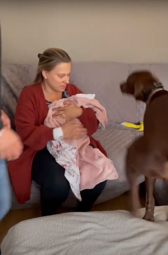 生まれたばかりの赤ちゃんとの初対面で喜びの愛犬！嬉しさが爆発していて飼い主さんがなだめても興奮しっぱなし！！