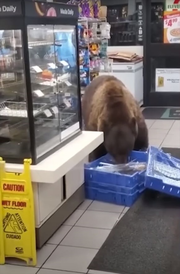 カリフォルニアのセブン-イレブンにまさかの『あの巨大な動物』が来店！店員さんはスマホで撮影するより、逃げたり通報した方が・・・