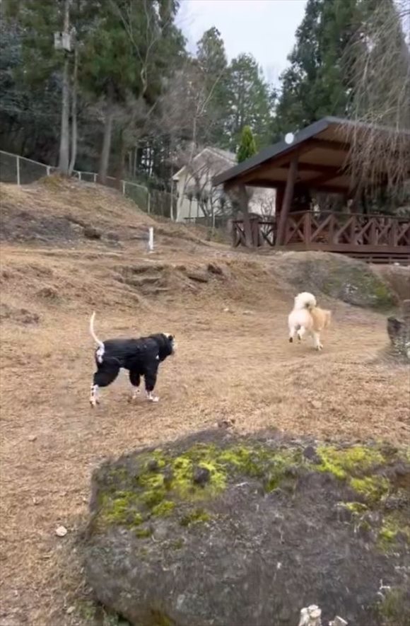 窓の外の小鳥と猫達が会話？確実に何かの会話を交わしている瞬間を捉えた映像がかわいい！