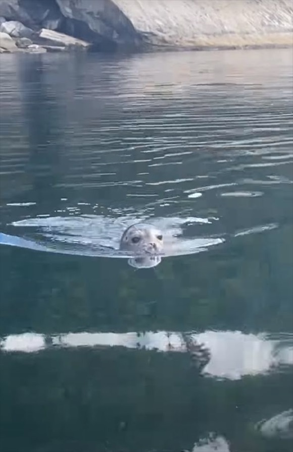 アザラシの赤ちゃんがカヤックに向かって泳いできた！！何をするのかと思ったら・・、驚きの行動に出てきましたよ！【海外・動画】