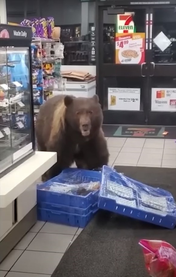 カリフォルニアのセブン-イレブンにまさかの『あの巨大な動物』が来店！店員さんはスマホで撮影するより、逃げたり通報した方が・・・