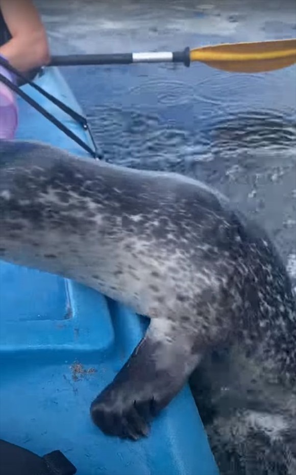 アザラシの赤ちゃんがカヤックに向かって泳いできた！！何をするのかと思ったら・・、驚きの行動に出てきましたよ！【海外・動画】