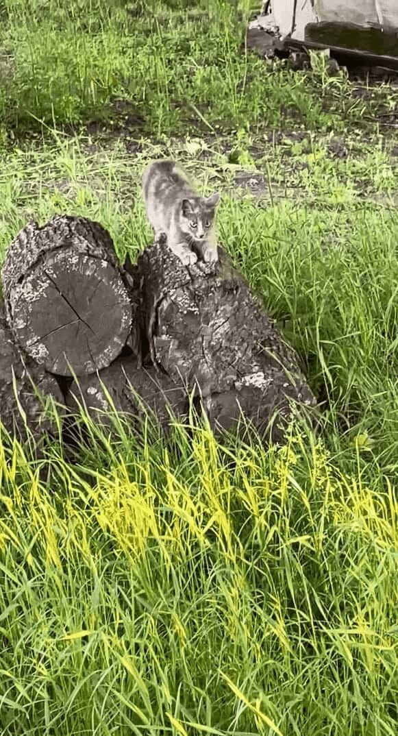 ネコが丸太をふみふみ！隣りの丸太にも1匹やって来てふみふみ！！