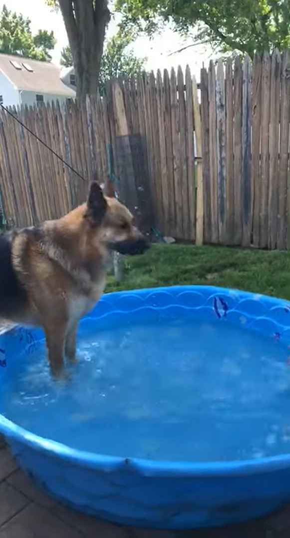 プールで飼い主さんと遊ぶシェパード。パシャパシャと水をかけられると、その直後まさかの行動に打って出ました・・！【アメリカ・動画】