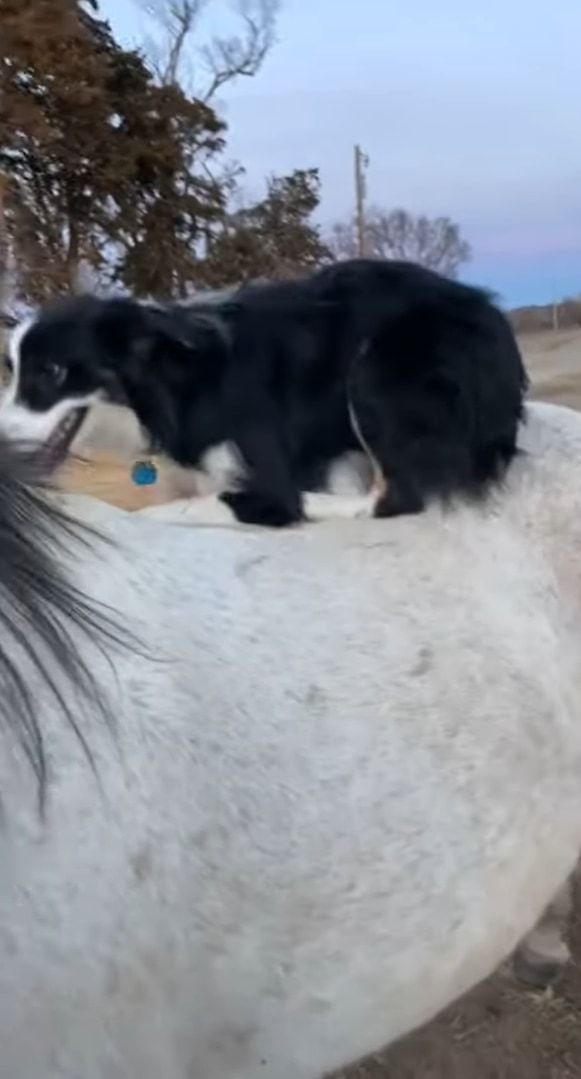 この犬は乗馬してお散歩したい？ヨイショヨイショと白馬の背に乗る犬