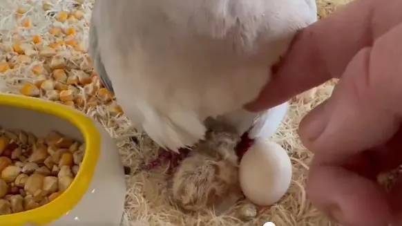 1羽飼いの鳩から雛鳥が誕生　「奇跡の鳩」「鳩界のマリア様」の声　単為生殖か