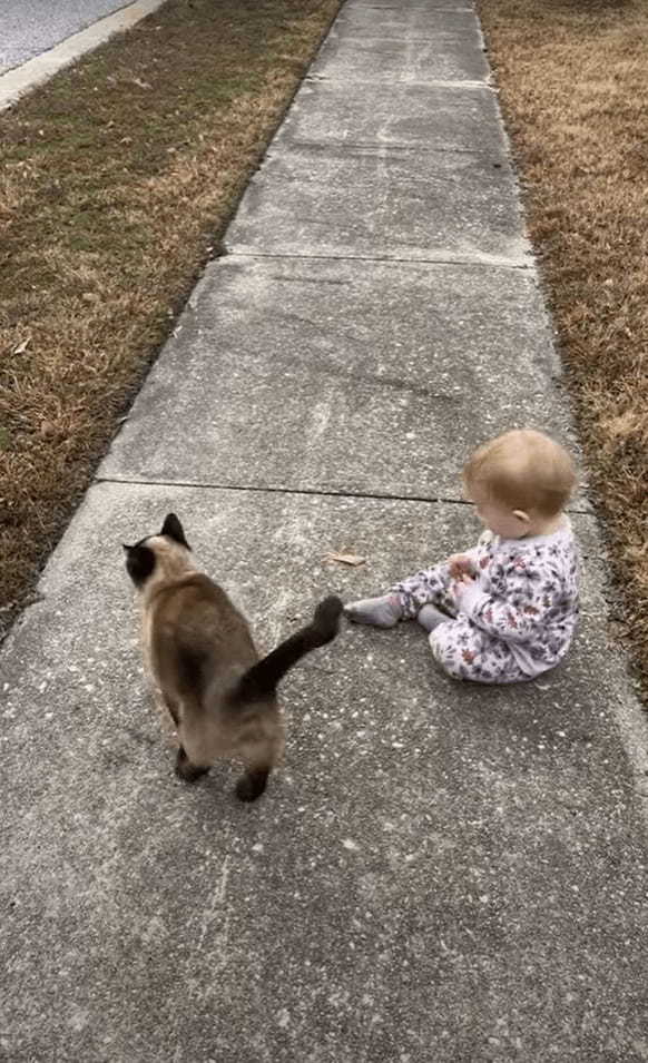 お散歩中の赤ちゃんの隣にご近所に住む猫がやってきて・・体を赤ちゃんにスリスリ！ふたりは仲良しなお友達みたいです！！