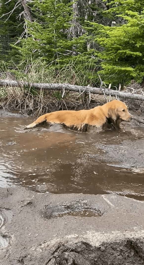 ゴールデンリトリバーのチルタイム。泥まみれになるのも構わず、水たまりに入っていった！！【海外・動画】