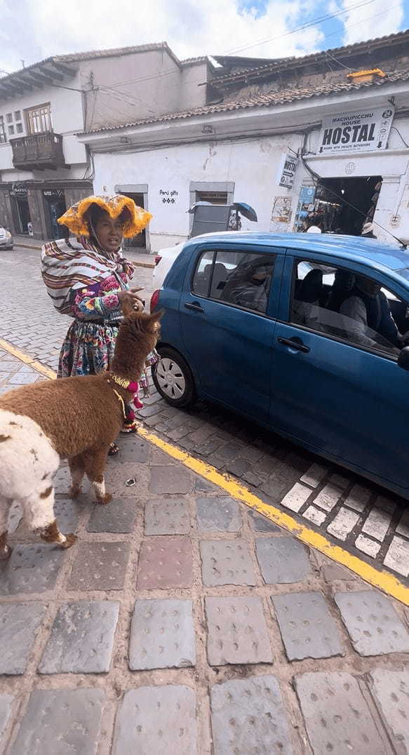 さすが南米ペルー！リャマも飼い主さんとタクシーに乗っちゃいます！！【海外・動画】