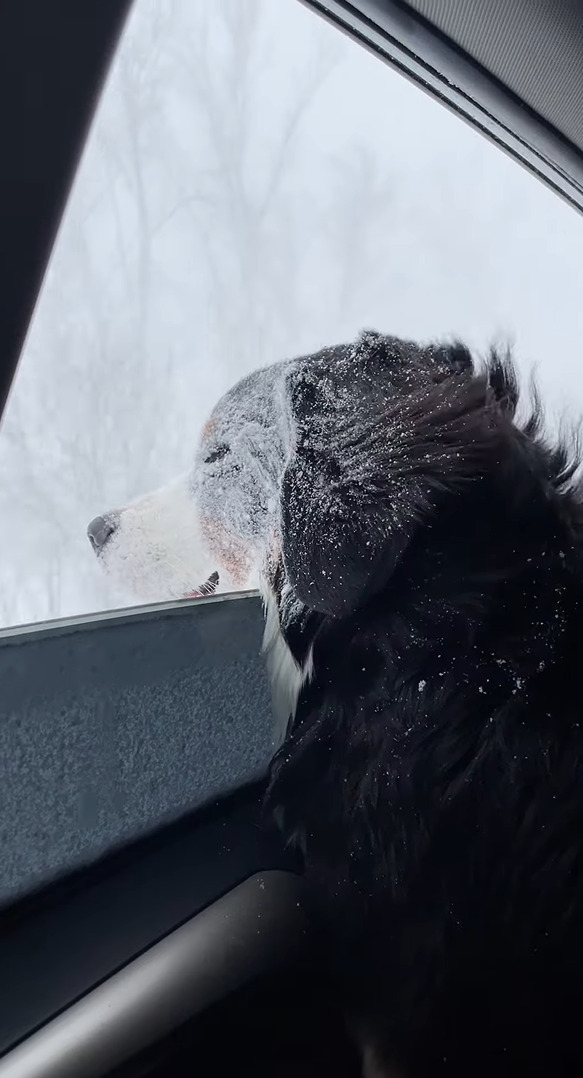 寒くないの？ドライブ中に吹雪で立ち往生！！その間、窓を開けていたら・・愛犬のバーニーズ・マウンテン・ドッグが大変なことに！！