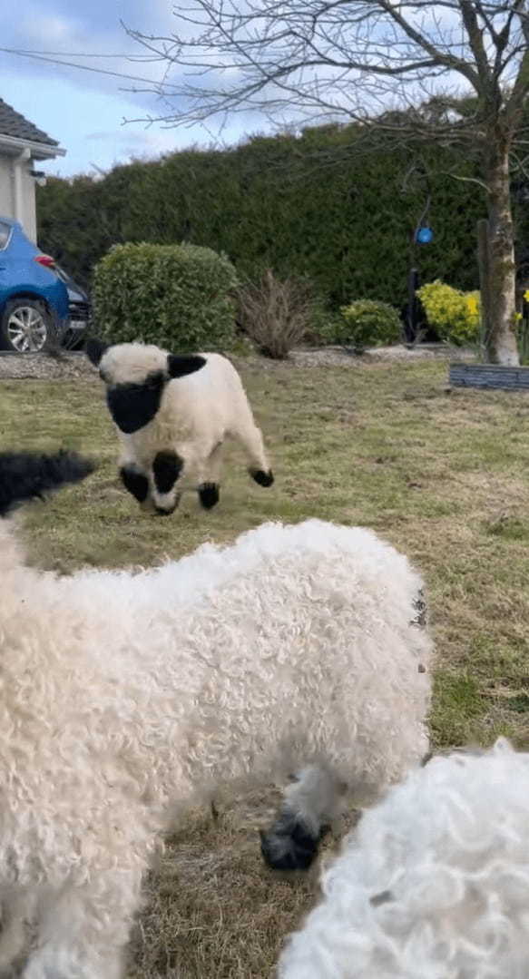 【世界一かわいいヒツジの赤ちゃんたち】みんなで足を揃えて元気にピョンピョン！！白と黒のコントラストの映えるヴァレー・ブラックノーズシープの子羊