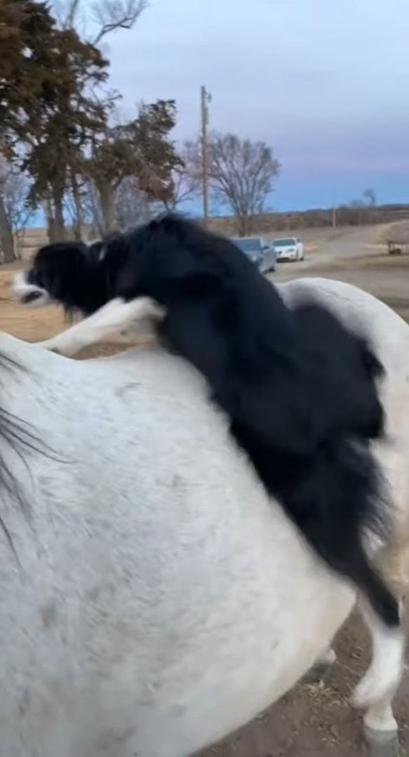 この犬は乗馬してお散歩したい？ヨイショヨイショと白馬の背に乗る犬