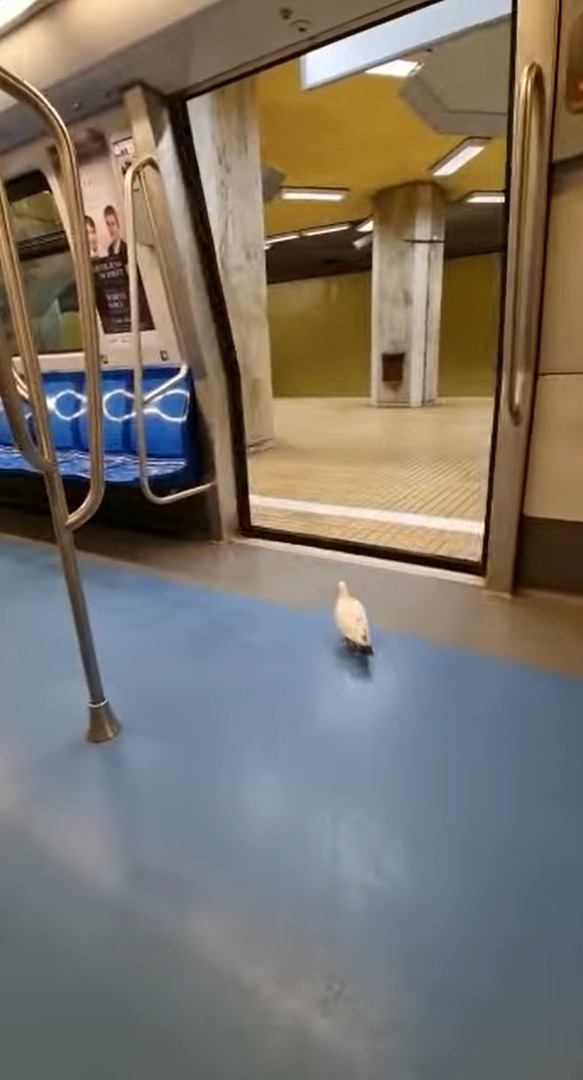 巣の最寄り駅なの？列車内にいたハトが駅に着くとまっすぐ降りていきました！！【海外・動画】