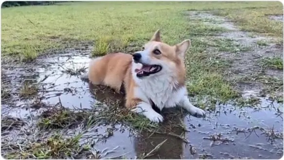 飼い主「昨日シャンプーしたのに…」　水たまりでくつろいでしまったコーギー