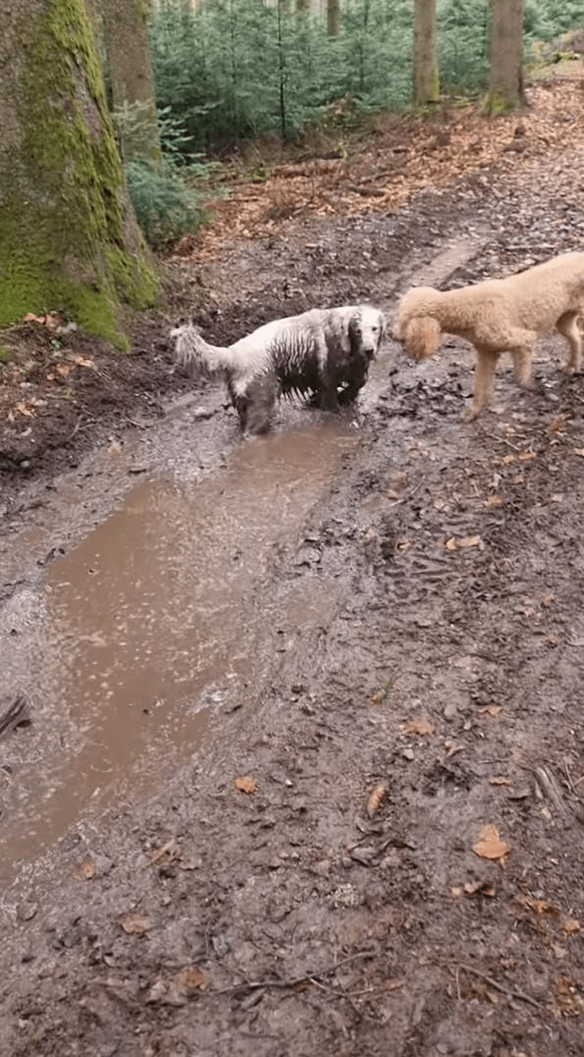 泥遊びを堪能する愛犬たち。よく見れば、一頭は元の毛並みが真っ白だったというのが信じられないくらい全身で満喫していました！！