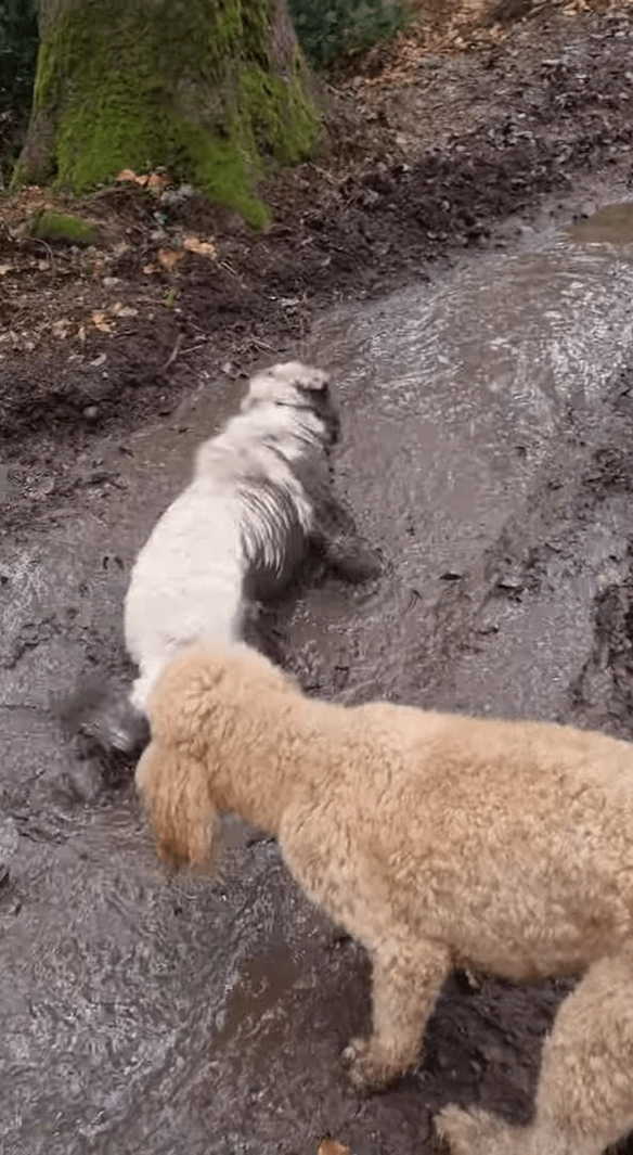 泥遊びを堪能する愛犬たち。よく見れば、一頭は元の毛並みが真っ白だったというのが信じられないくらい全身で満喫していました！！