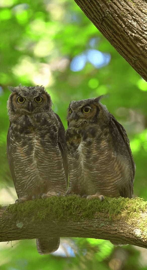 森の中に仲良しきょうだいのミミズクが！寄り添いあって羽根を休めています【アメリカ・動画】