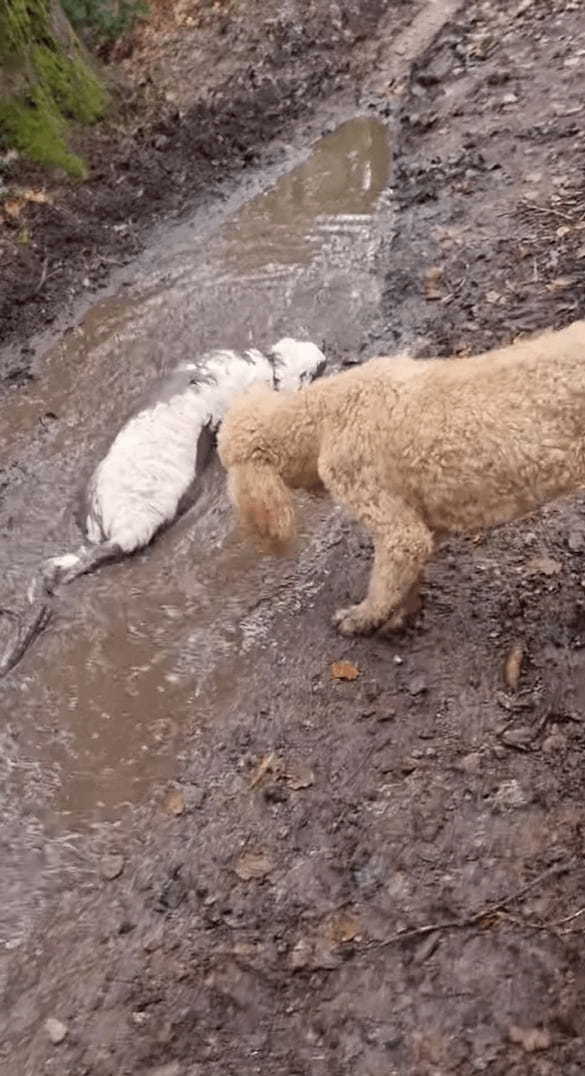 泥遊びを堪能する愛犬たち。よく見れば、一頭は元の毛並みが真っ白だったというのが信じられないくらい全身で満喫していました！！