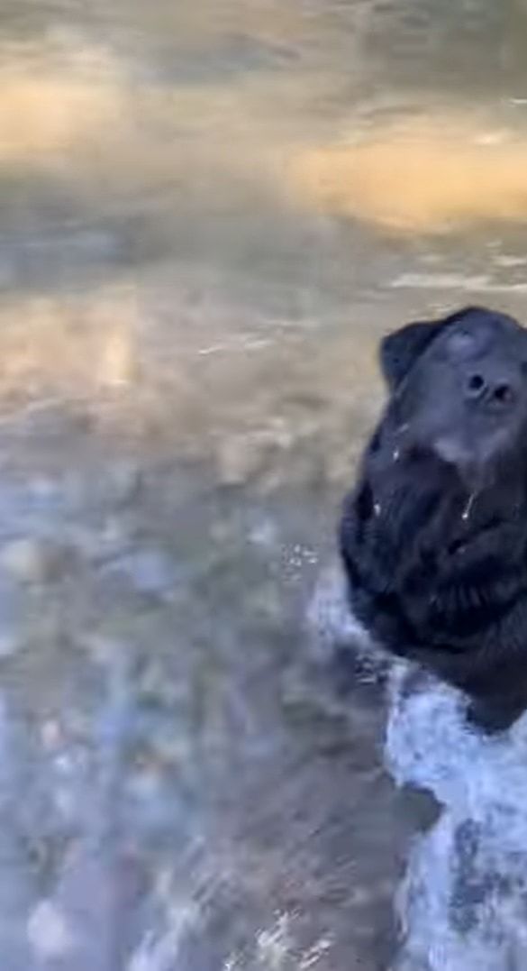 川遊びする犬たち。ラブラドールレトリバーは飼い主さんが投げた木の枝を川の中に取りに行きましたが、コーギーにはちょっと深い場所もあるようです