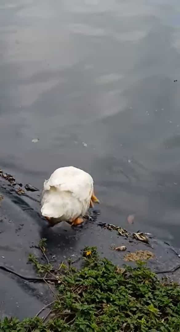 アヒルの顔の周りを飛び回るチョウチョ。アヒルはくちばしで捕まえようとするのですが、チョウチョのほうが一枚上手だったみたい【海外・動画】