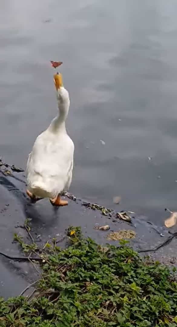 アヒルの顔の周りを飛び回るチョウチョ。アヒルはくちばしで捕まえようとするのですが、チョウチョのほうが一枚上手だったみたい【海外・動画】