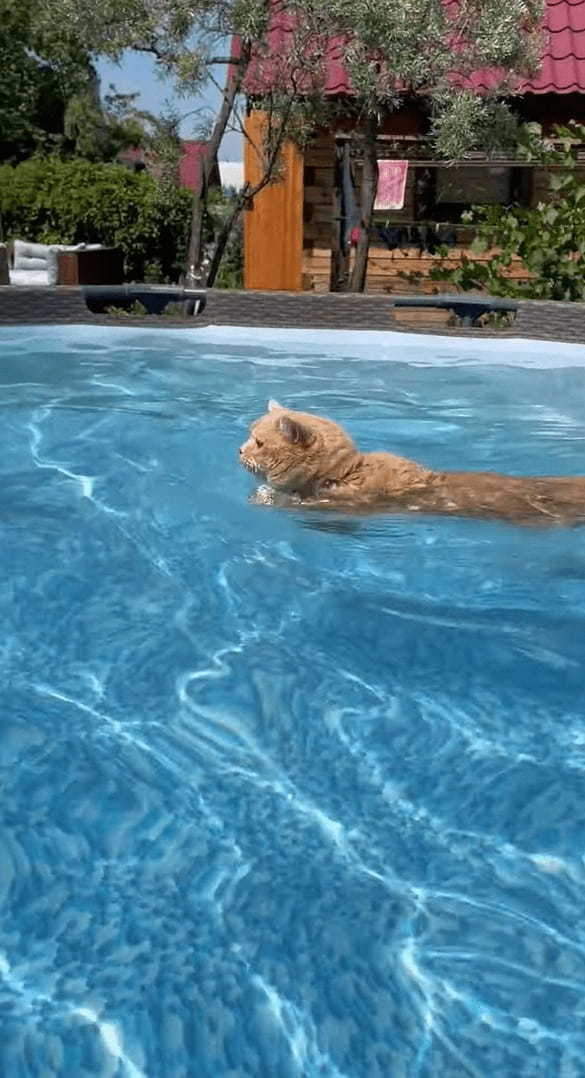 暑い日は水慣れした猫ならプールを楽しむ！？洗面器のボートに乗る猫がかわいい！！