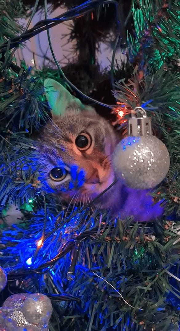 猫の手の形をしたクリスマスオーナメント？いいえ、違います！クリスマスツリーに潜り込んだ猫のおててです！！【海外・動画】